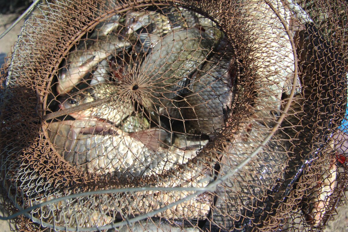 Обычный улов Олега