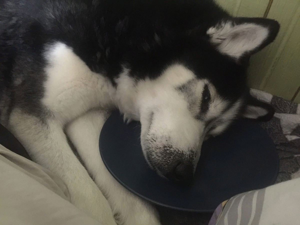 Когда дала собаке вылизать тарелочку и забыла об этом. Личный архив.