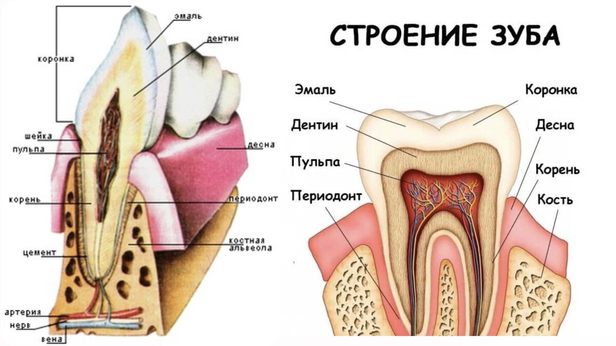 Слева собачий клык ,справа человеческий зуб.