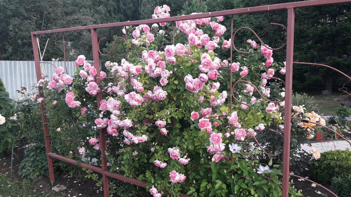 Плетистые розы жасмина фото и описание