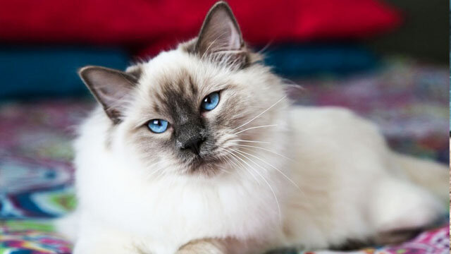 Балинезийская кошка