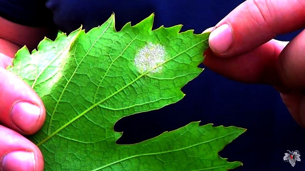Фото проявления болезни под названием Милдью
