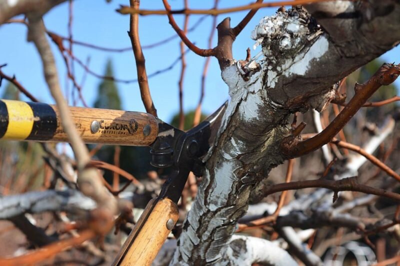 Как правильно обрезать груши видео. Tree pruning. Guyot pruning. Pruning. Fruit Tree Pinhole Borer.