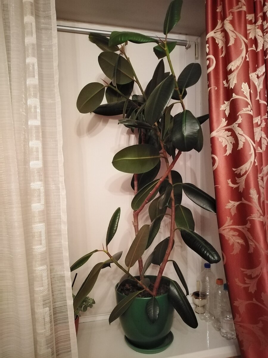 Фото автора Горыныч