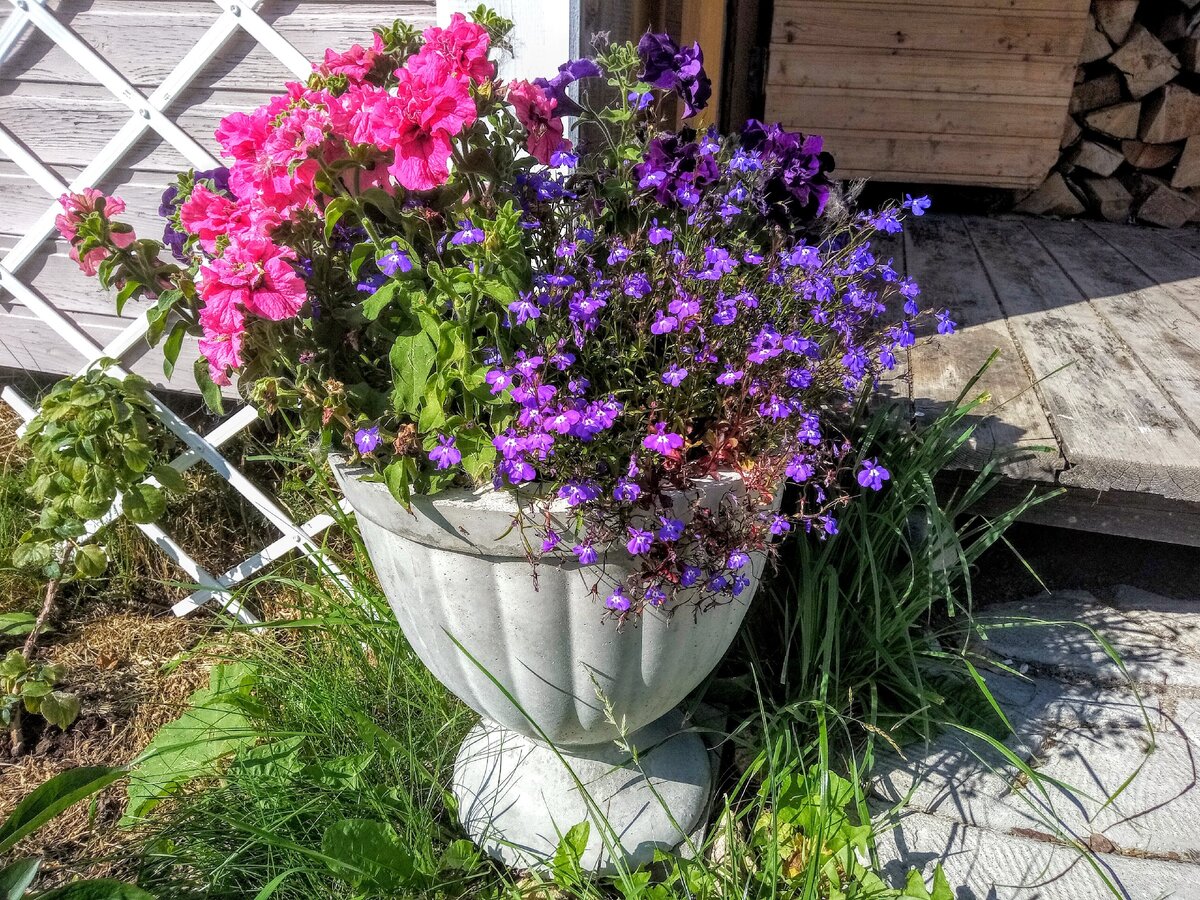 Петуния и лобелия в самодельном вазоне, сезон 2020