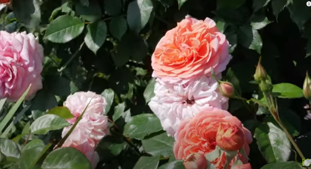 10 фото с описанием одних из самых красивых парковых роз