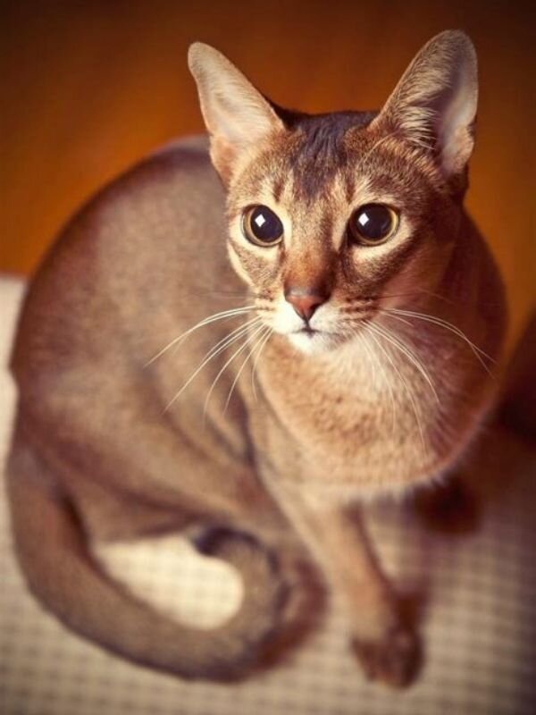 Абиссинская порода