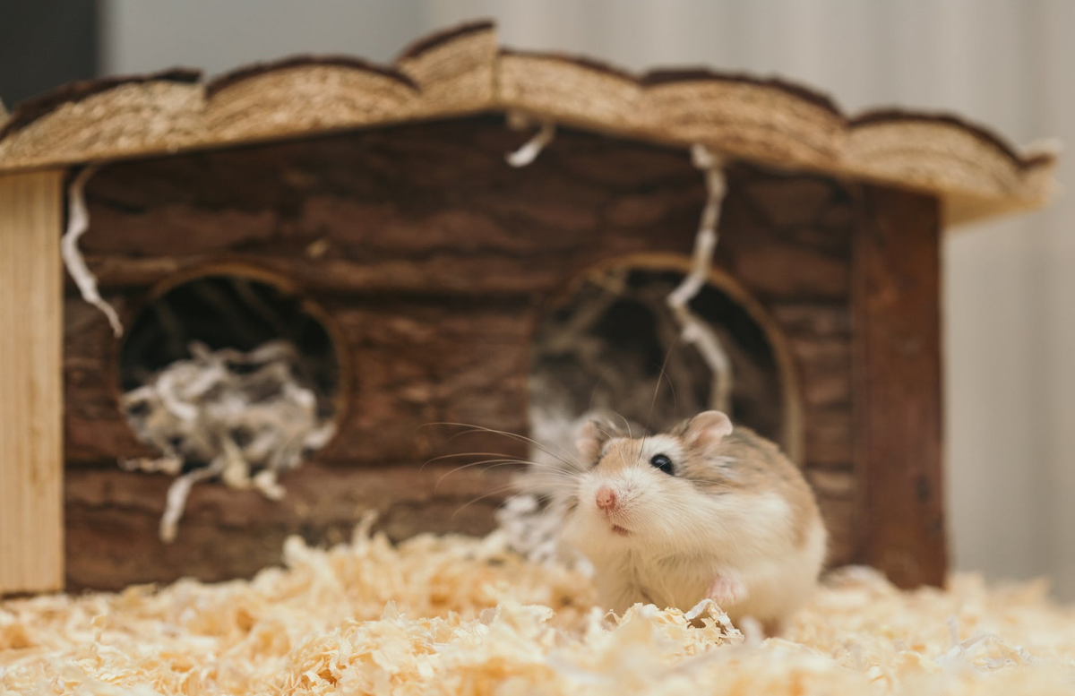 Изображение с сайта https://www.pexels.com/ 
