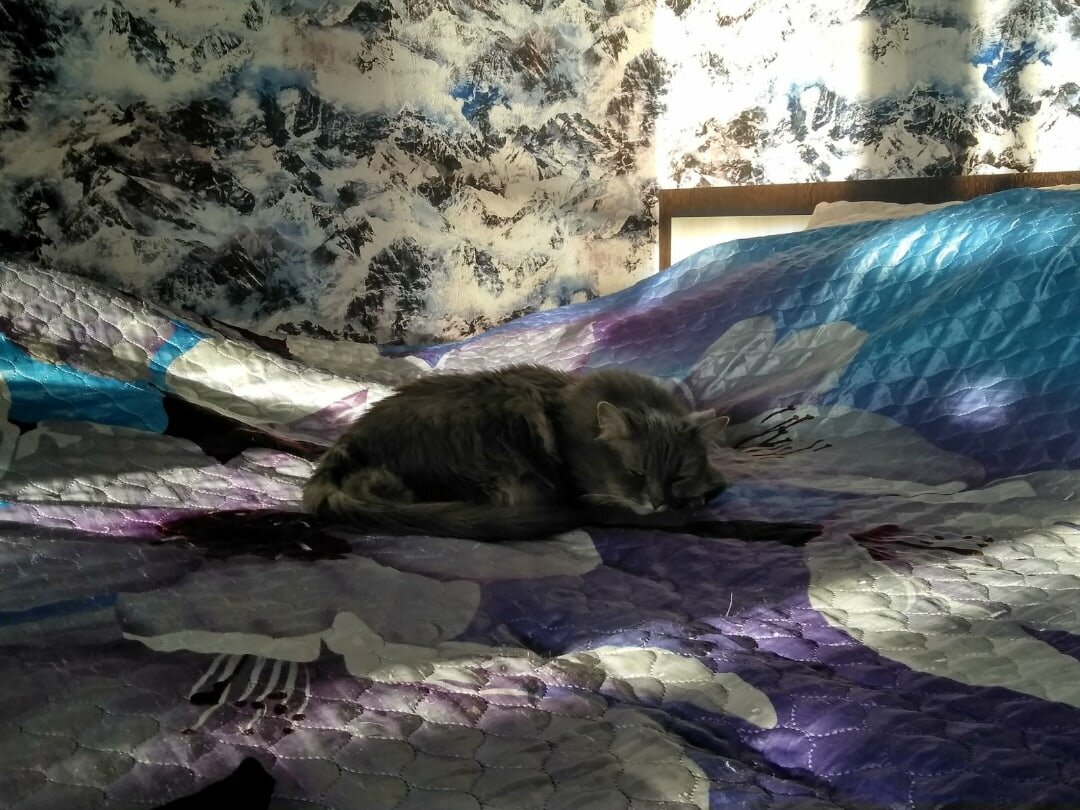 Наша любимая Масяня, умиротворённо спит с утра)