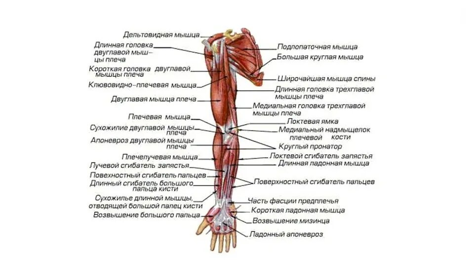 Анатомический атлас мышц человека | Анатомия, Мышцы, Мышечная система