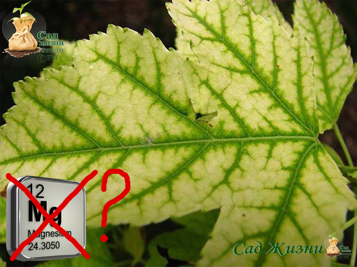 Магний важнейший элемент в питании растений и человека