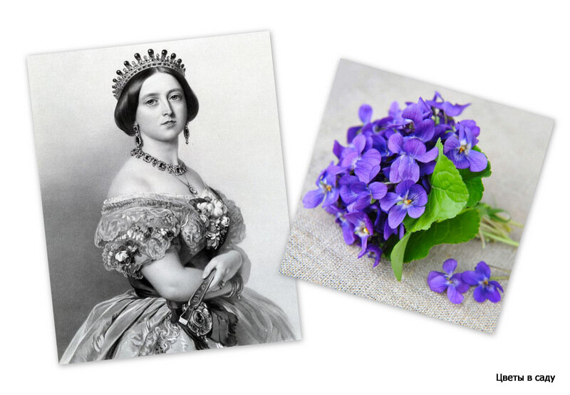                          Молодая Королева Виктория - августейшая поклонница фиалок