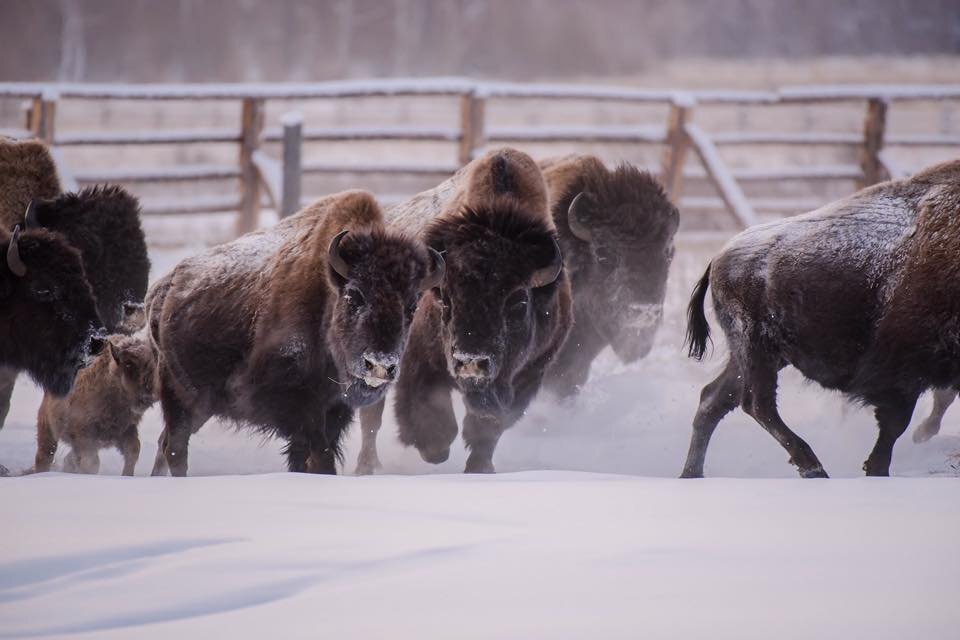 yakutia-daily.ru, ранее в республике разводили лесных бизонов