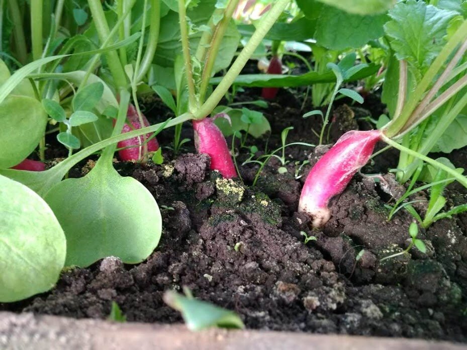                                                Первый ранний редис поспел к 9 мая.