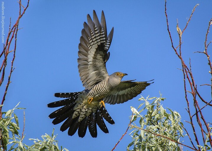 Из открытых источников. https://yandex.ru/images/