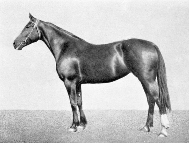 Купава (Ветер - Кавычка) 1947г.р., рекорд 2.05,1, четырехкратная всесоюзная рекордистка