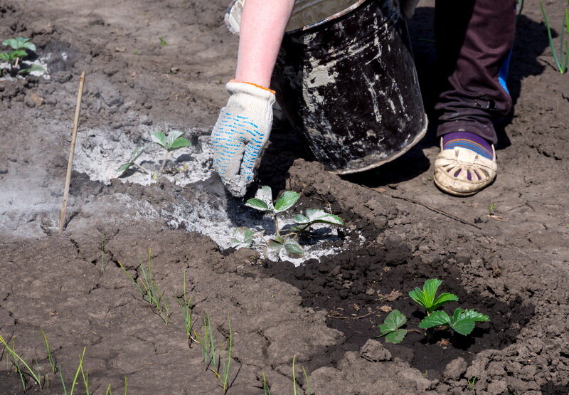  Зола. Иллюстрация для статьи используется по стандартной лицензии ©dachnyedela.ru