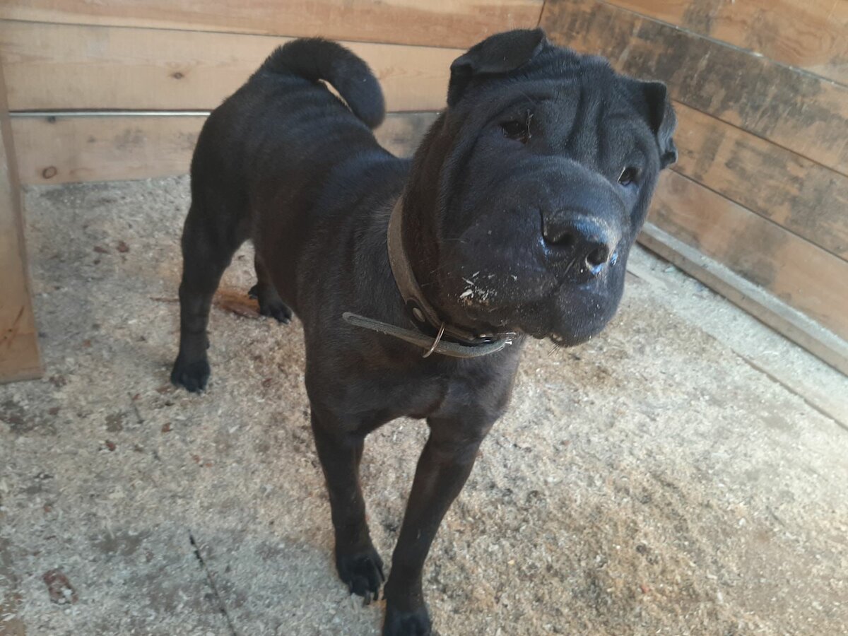 Молли на передержке