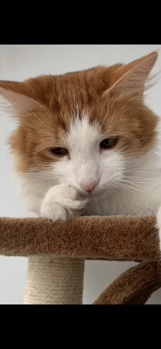 Котик задумался.