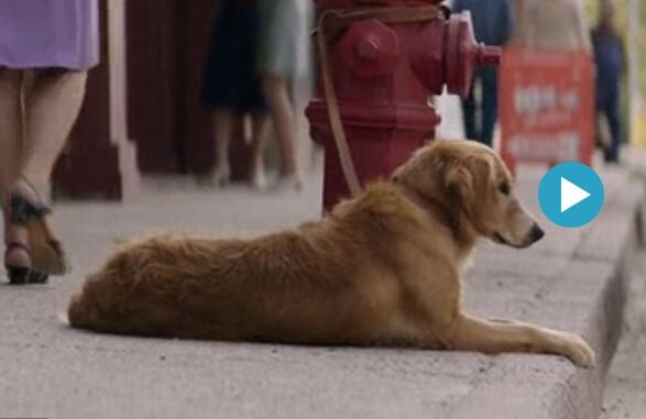 Верный друг :)