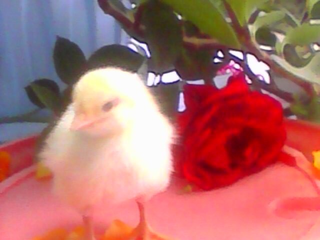 КОББ-500 - самый распространенный кросс  в  наших домашних хозяйствах