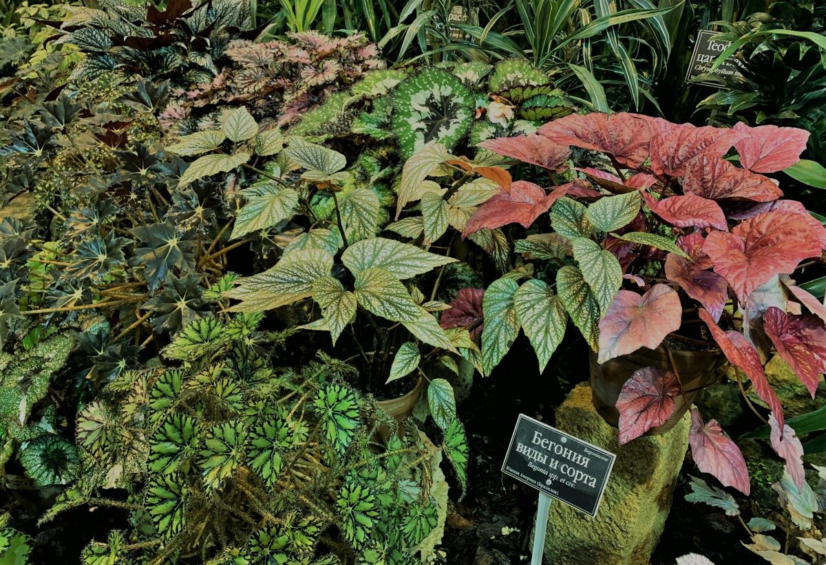 Многообразие видов поражает