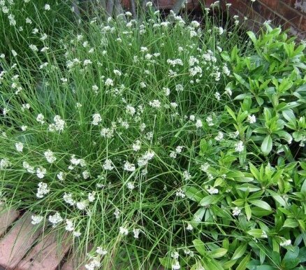 Ожика Снежная