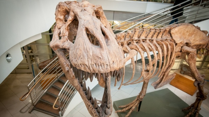 В руки учёных попали останки примерно одной особи тираннозавра на 80 миллионов.Фото Keegan Houser, UC Berkeley.