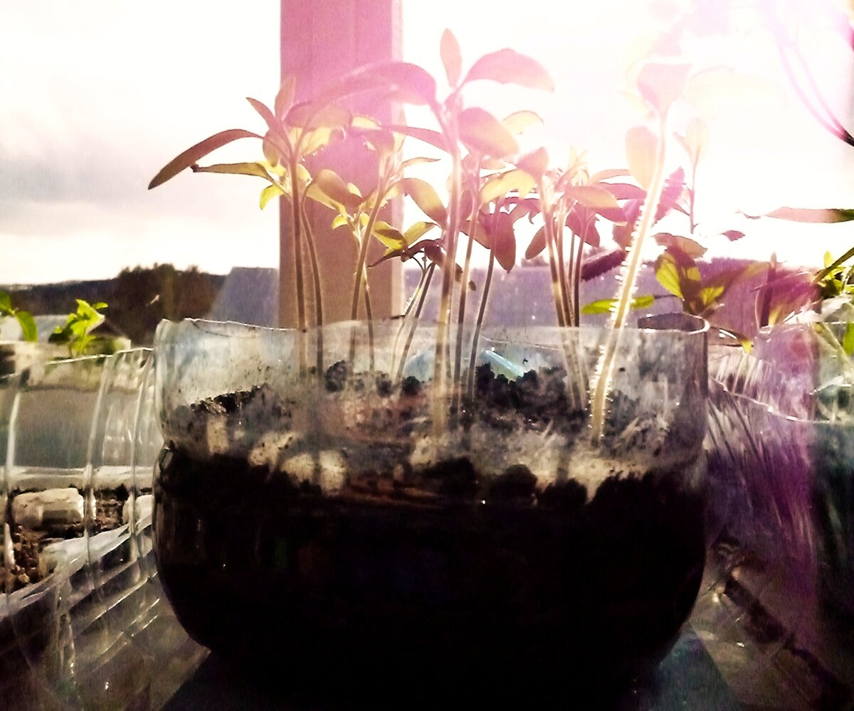 Рассада к пикировке готова.