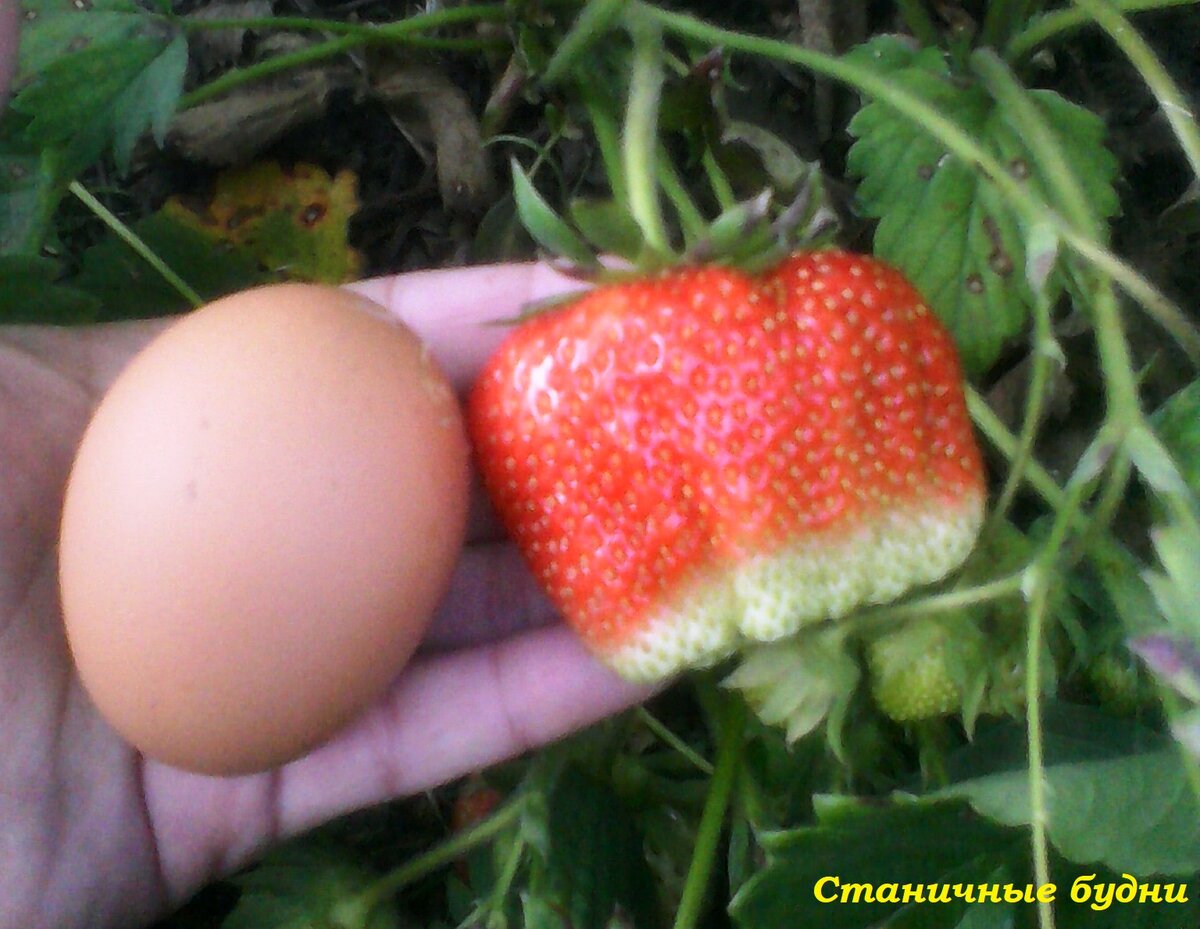Клубника Примелла в виде гребешков 