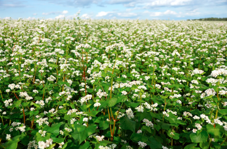 Поля гречки необычайно красивы. Жаль, подобное сейчас нечасто можно увидеть. 