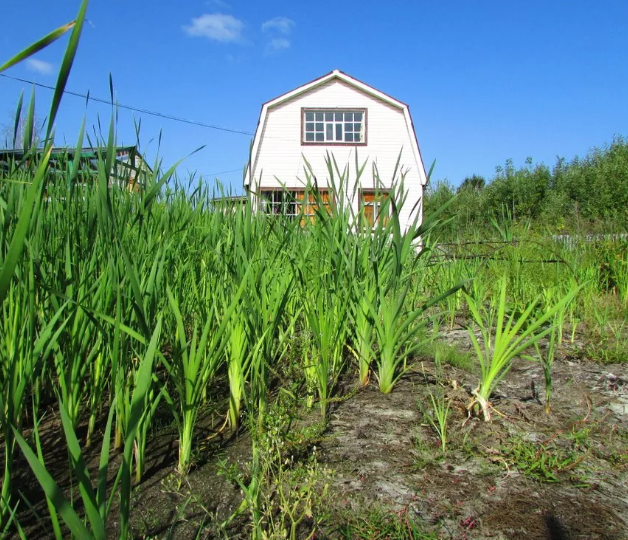 Нужно присмотреться к растительности вокруг