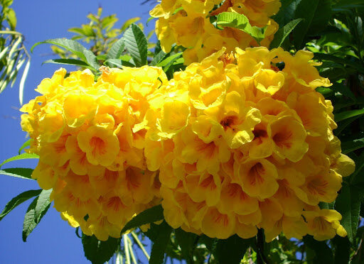 Гальземий желтый жасмин Фото: ресурс sadko.by