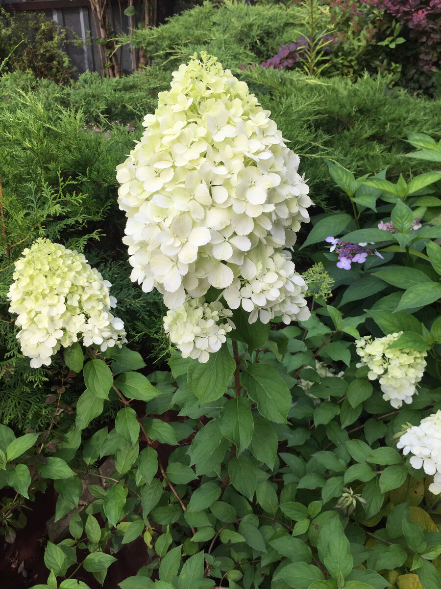 Полар Беар, листаем