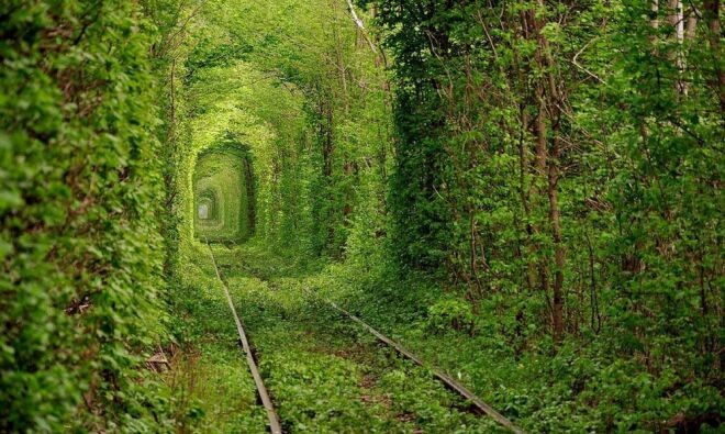 Лес, создавший «Тоннель любви», имеет длину примерно один километр. Сама железнодорожная ветка соединяет деревню с  деревообрабатывающим заводом. Поезд завода регулярно ходит по путям. Именно он ломает растущие ветви деревьев и поддерживает в таком состоянии тоннель. Считается, что здесь влюбленная пара может загадать любое желание, и если любовь верна, оно обязательно сбудется.