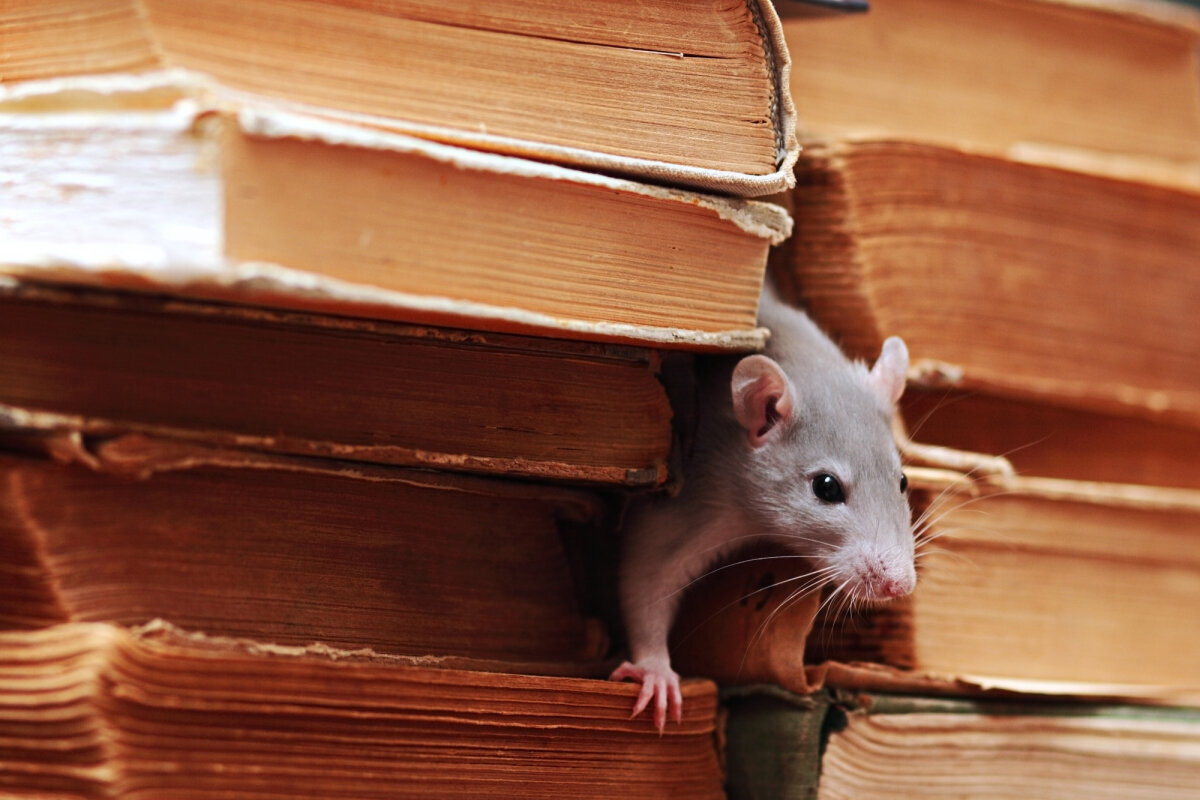Правда что мыши боятся. Крыса в библиотеке. Мышка в библиотеке. Мышь выглядывает. Архивная крыса.
