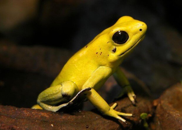 Батрахотоксин - самый опасный яд в мире! Сейчас вы узнаете почему.