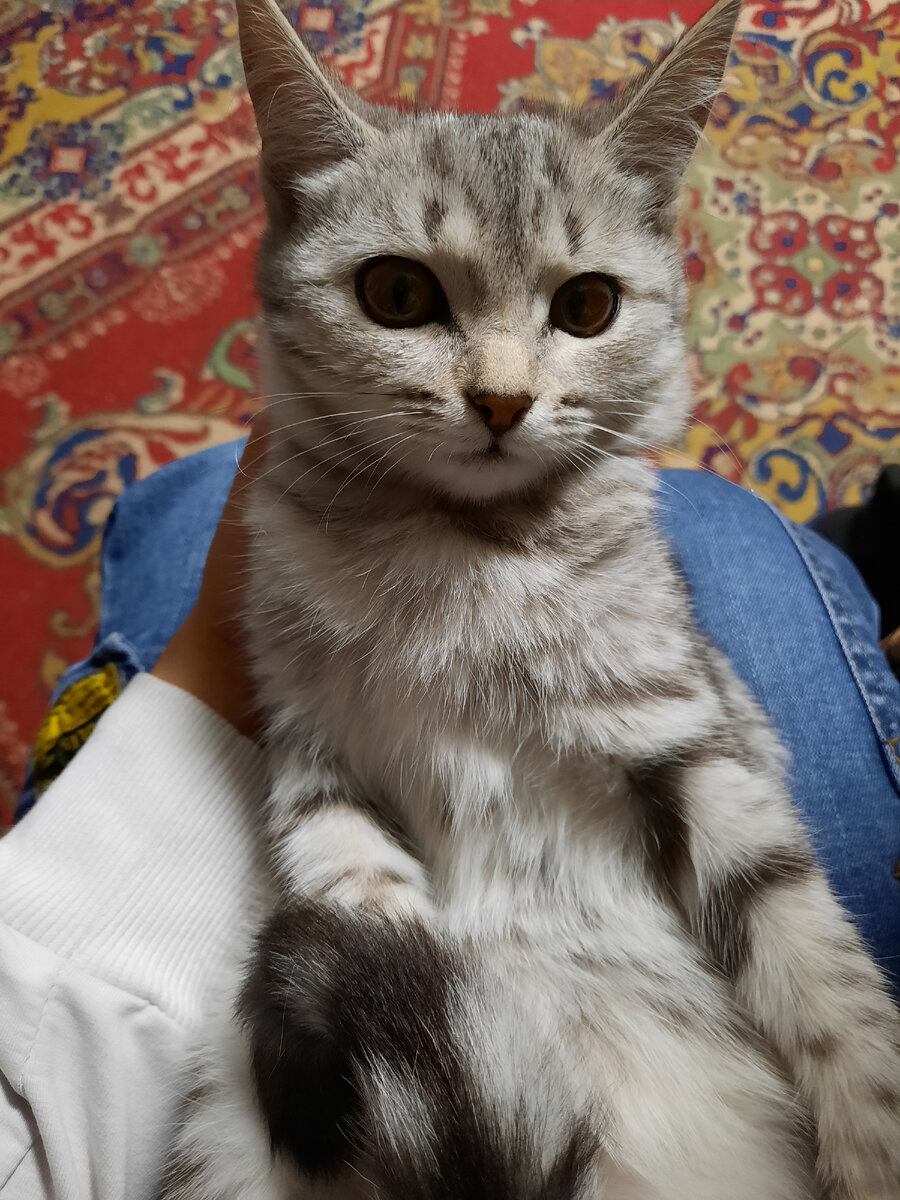 Не могу не поделиться с вами такой прекрасной фотографией) это кошечка сестры, Муся) и она сама милота 😊