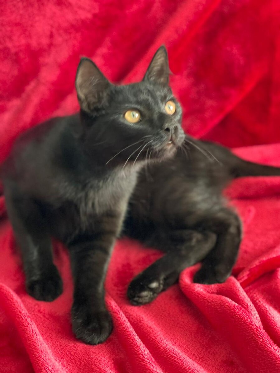 Даркси на некоторых фото выглядел хищником. А на самом деле это обычный нормальный молодой котик