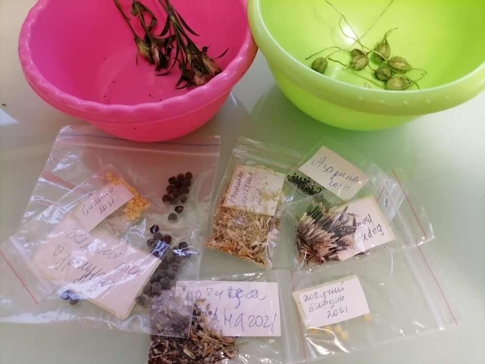 Свои семена, фото автора