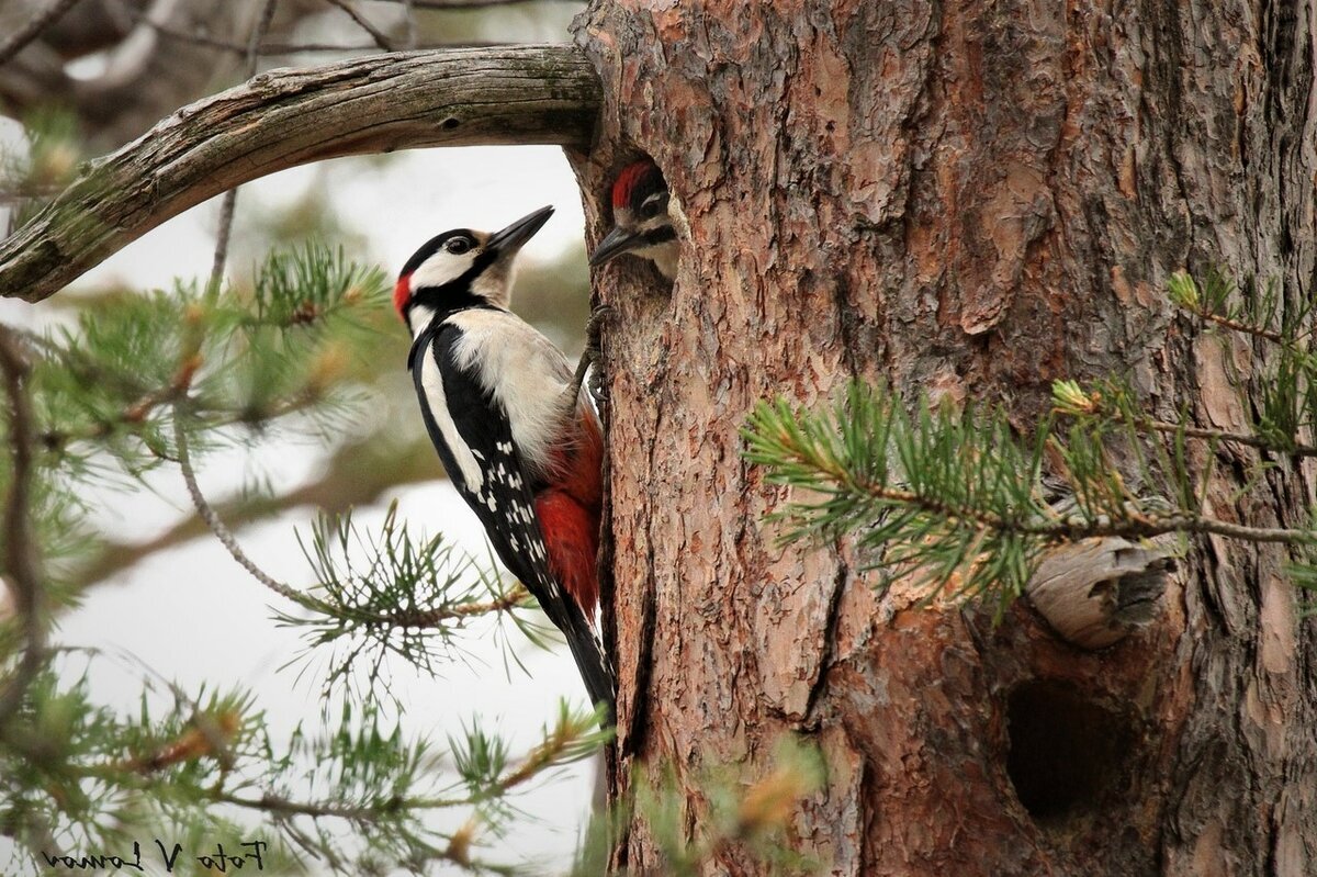 Иллюстрация. Из открытого доступа сети Интернет
