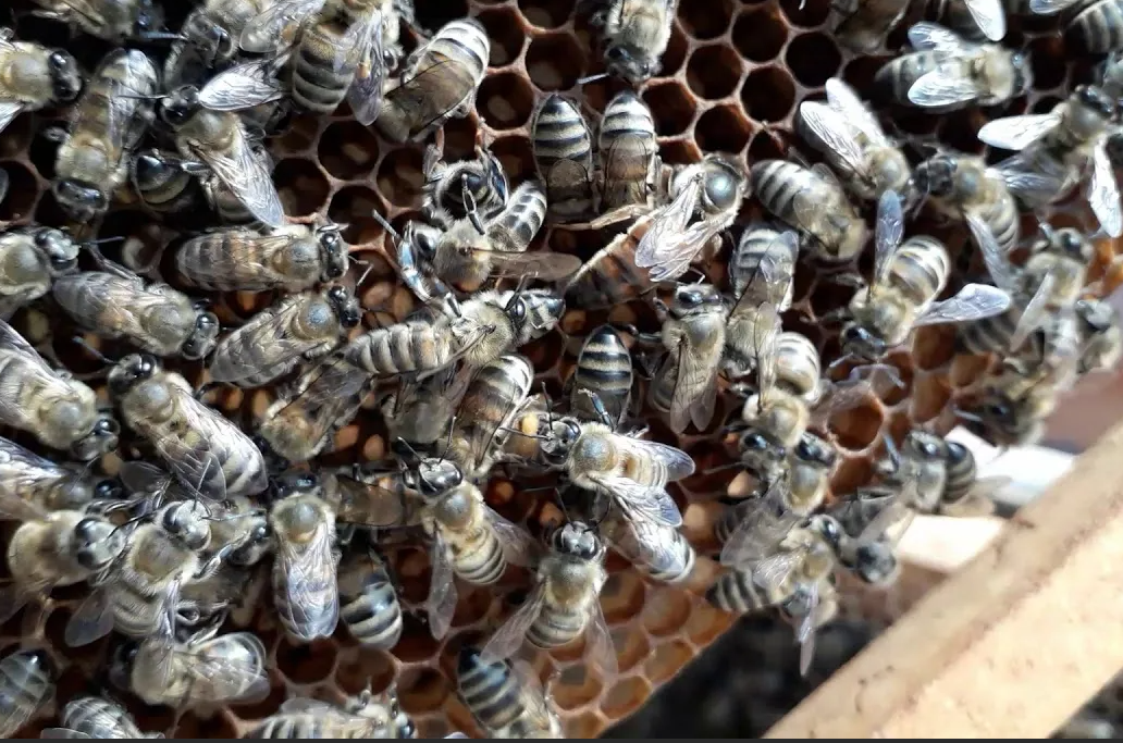 Яндекс картинки.