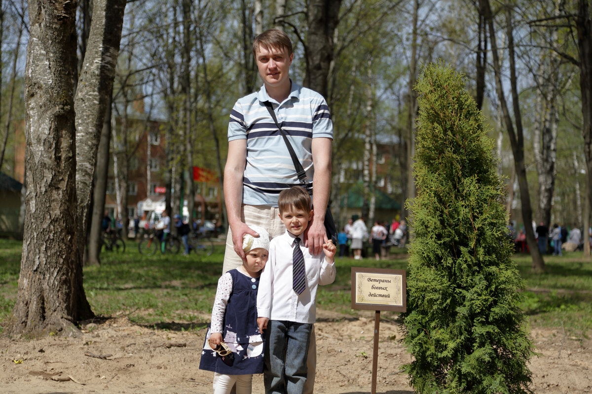 Посадки туй в городском парке