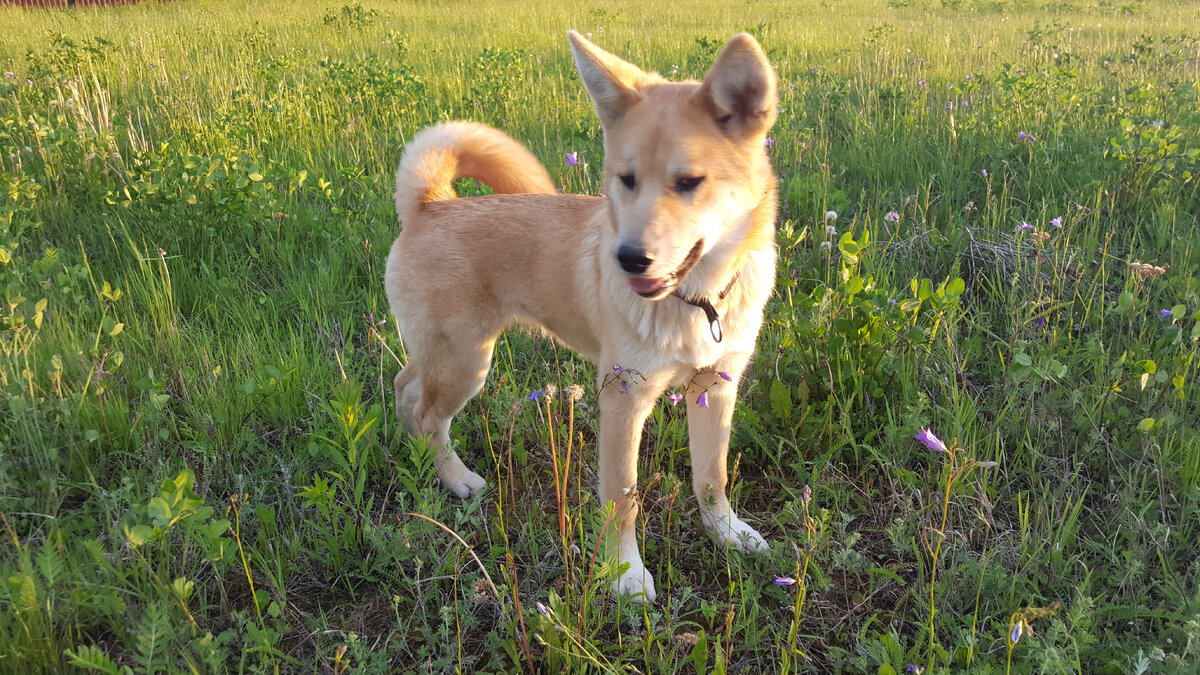 Вот оно наше чудо рыжее 5-ти месячное. Нескладная совсем.