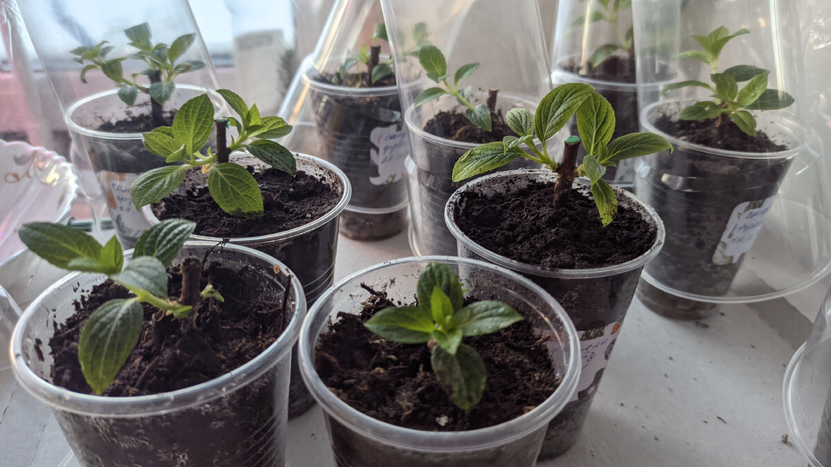 Черенкование метельчатой гортензии осенью