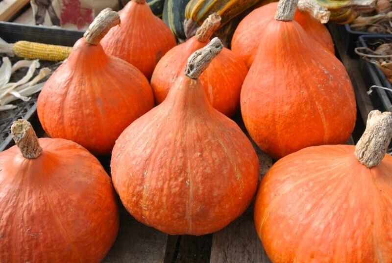 Сорт тыквы Капитошка. Иллюстрация для статьи используется с сайта maidokonline.com