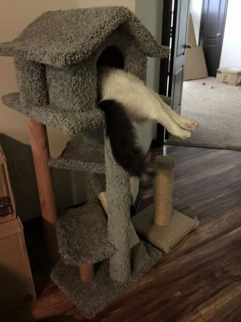 Источник https://murkote.com/tolstie-koti