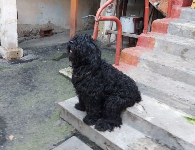 пока лохматый