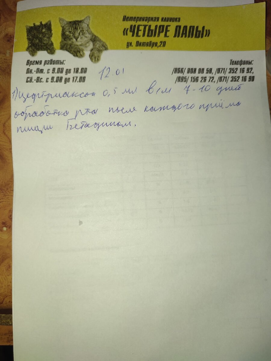 Новоприбывший котик: по большей части у нас стало больше оптимизма на его  счет | Блог #Мими_кися | Дзен