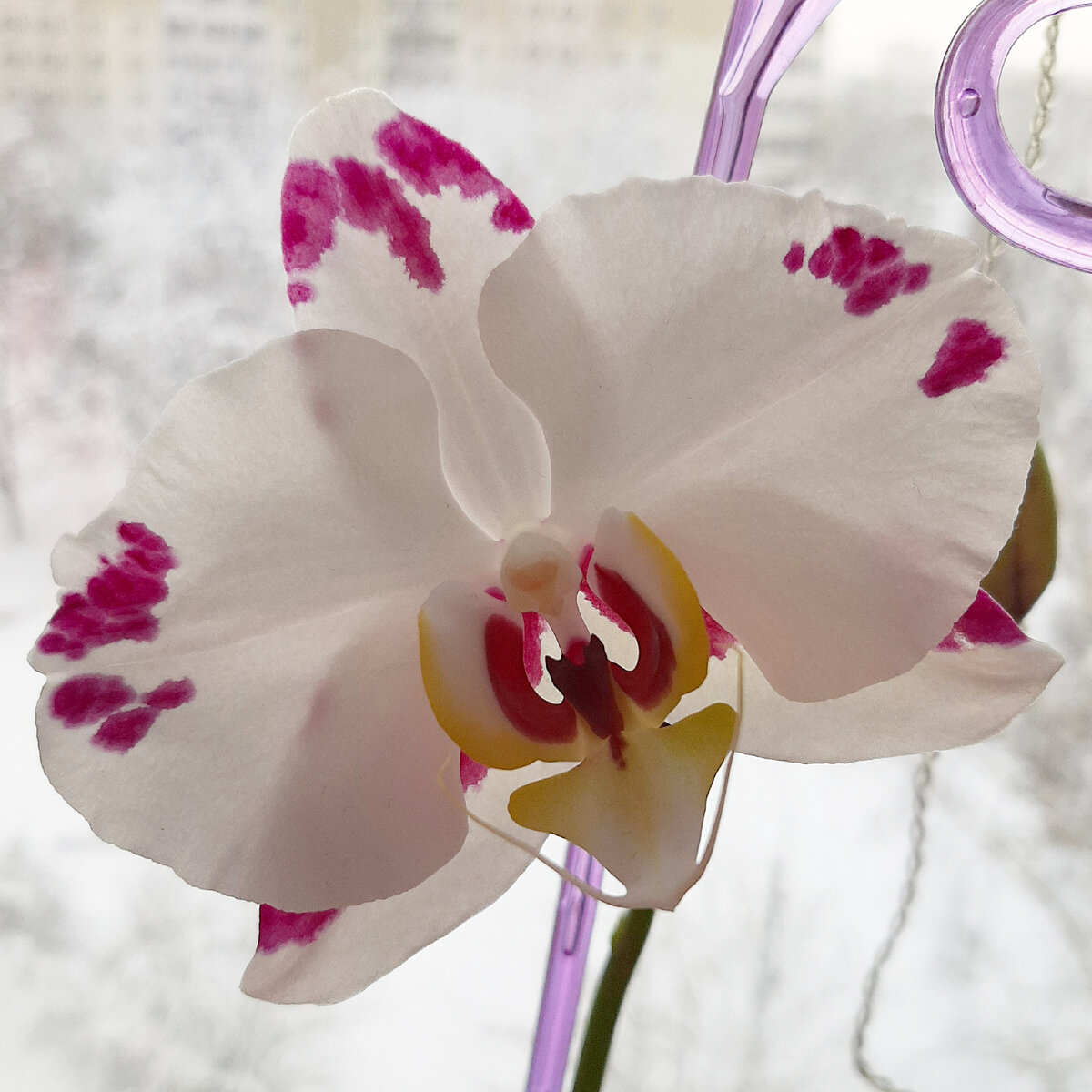 Вспышка Молнии, цветение январь 2021